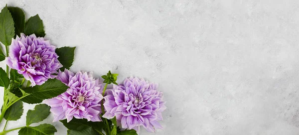Gri arkaplanda Dahlia menekşeleri, kopyalama alanı olan web afişi.