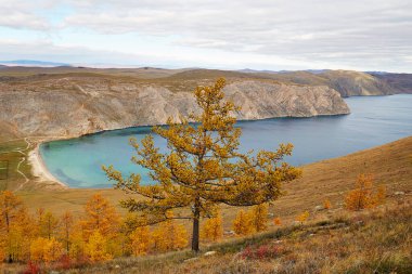 Baykal Gölü kıyısında güzel sarı ağaçlarla sonbahar manzarası. Aya Körfezi, Rusya.