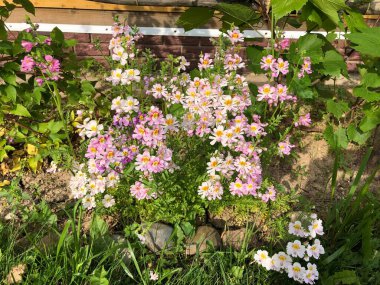 Çiçekler beyaz pembe yumuşak kırsal bölge küçük 