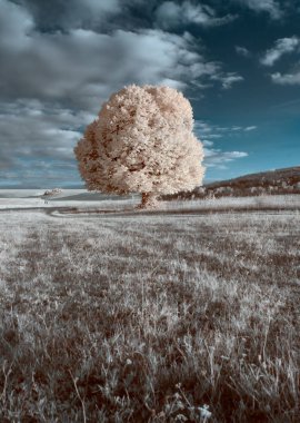 Kızılötesi manzara. yalnız beyaz ağaç orta alanın