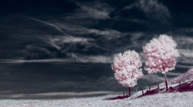 kızılötesi fotoğraf. güzel yalnız ağaç gökyüzünde birçok bulutlar.