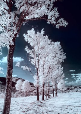 kızılötesi fotoğraf. güzel yalnız ağaç gökyüzünde birçok bulutlar.