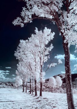 kızılötesi fotoğraf. güzel yalnız ağaç gökyüzünde birçok bulutlar.