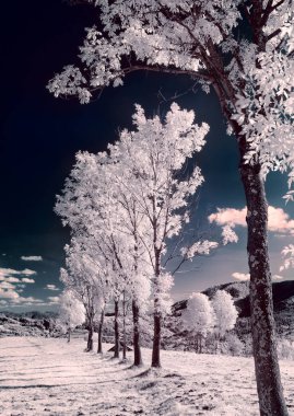 kızılötesi fotoğraf. güzel yalnız ağaç gökyüzünde birçok bulutlar.