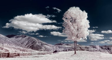 kızılötesi fotoğraf. güzel yalnız ağaç gökyüzünde birçok bulutlar.