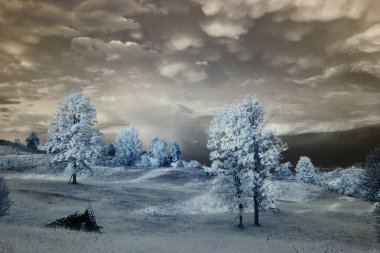 kızılötesi fotoğraf. güzel yalnız ağaç gökyüzünde birçok bulutlar.