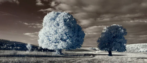 Fotografia Podczerwieni Piękne Drzewa Samotny Niebie Wielu Chmur — Zdjęcie stockowe