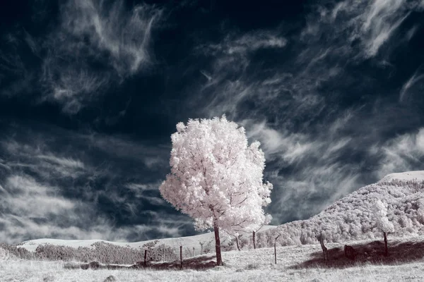 Infrarotfotografie Schöner Einsamer Baum Himmel Viele Wolken — Stockfoto