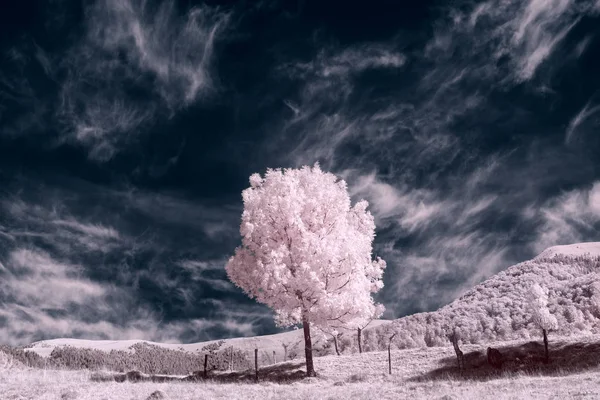 Fotografia Infravermelha Bela Árvore Solitária Céu Muitas Nuvens — Fotografia de Stock