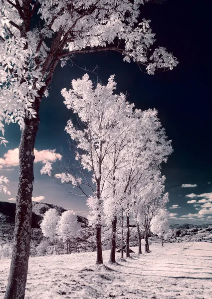 Fotografía Infrarroja Hermoso Árbol Solitario Cielo Muchas Nubes — Foto de Stock