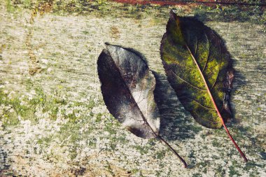 eski Yönetim Kurulu eski yapraklarda