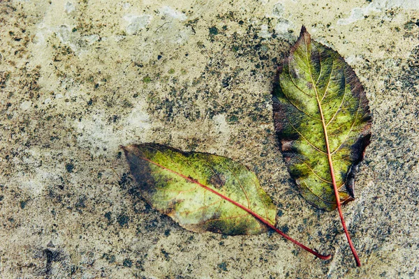 Folhas Secas Molhadas Velhas Concreto — Fotografia de Stock