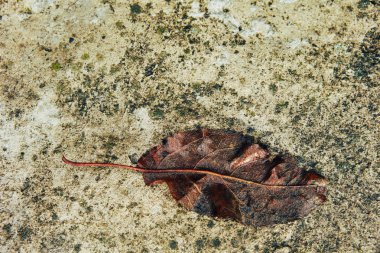Eski Kuru ve ıslak betona bırakır