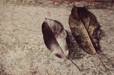 eski Yönetim Kurulu eski yapraklarda