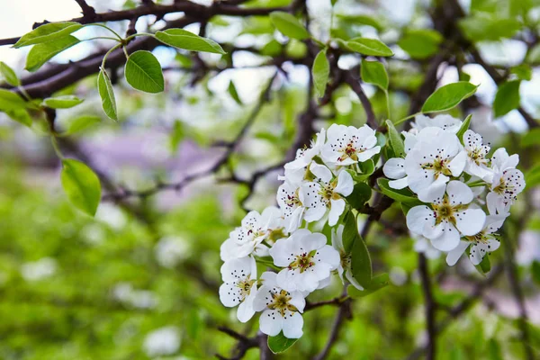 花梨 免版税图库照片