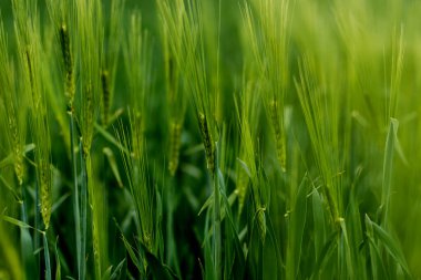 Buğday tarlasında güneşli bir gün