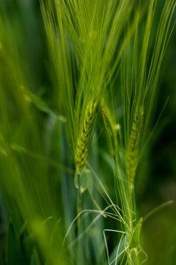 Genç çavdar tarlasının baharı