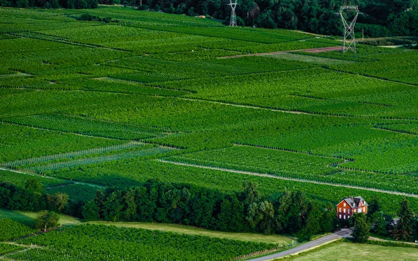 Küçük Alsacien Köyü Scherwiller Yeşil Üzüm Bağları Havadan Görünümü Yaz — Stok fotoğraf