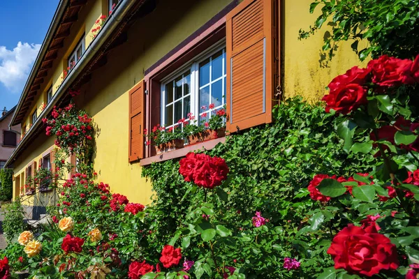 Janelas Renovadas Antiga Casa Aldeia Rosas Florescentes Dia Verão Alsácia — Fotografia de Stock