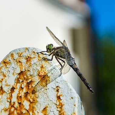 Yusufçuk makro görünümü tarih Pzr, yaz şehir