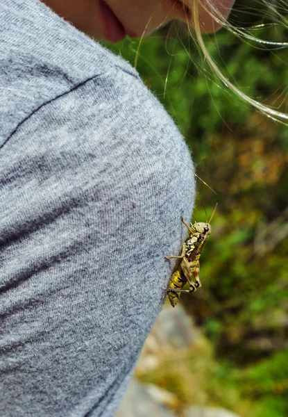Big Grasshopper Cute Little Girl Nature Clearness Summer — Stock Photo, Image