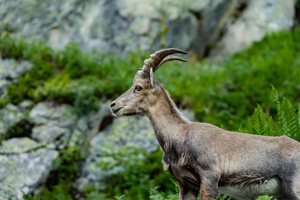 Retrato Ibex Alpino Altas Montanhas Cabra Selvagem Vida Natural Verão — Fotografia de Stock