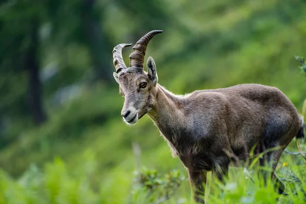 Portrait Bouquetins Alpins Haute Montagne Chèvre Sauvage Dans Vie Naturelle — Photo