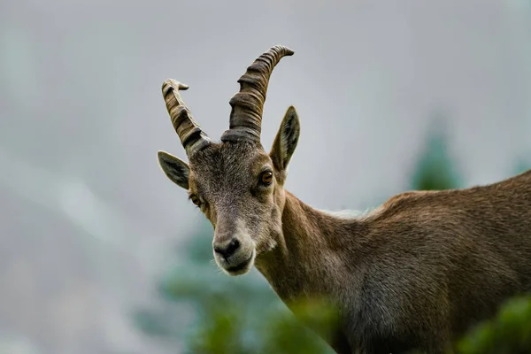 Alppien Ibex Muotokuva Korkeilla Vuorilla Villi Vuohi Luonnollisessa Elämässä Kesä — kuvapankkivalokuva