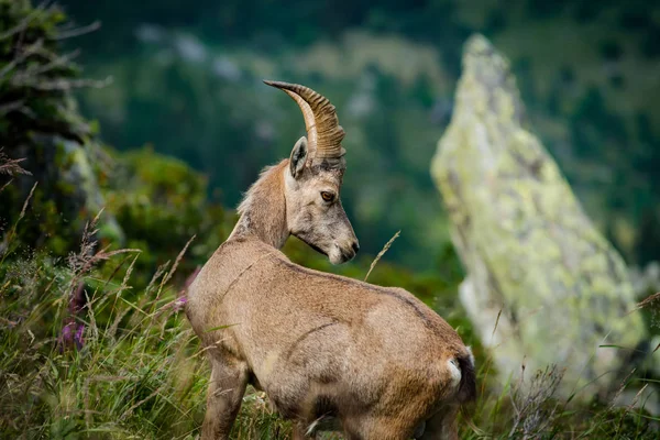 Портрет Альпийской Козы Горах Дикая Коза Природе Лето — стоковое фото