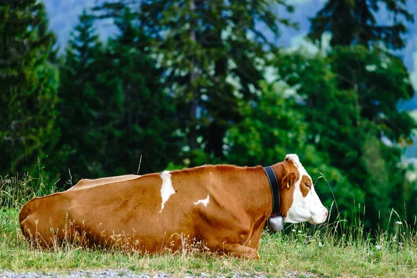 山地の牧草地に茶色のさびで覆われた牛のあるスイス — ストック写真