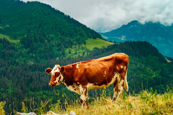 スイス アルプスの山の牧草地の茶色のさびた牛 — ストック写真