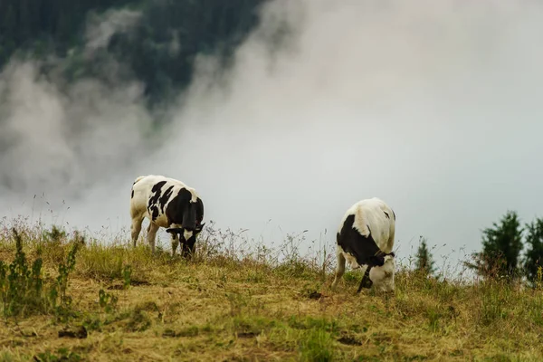 Otlak Dağlarda Alpler Üzerinde Siyah Beyaz Ineklerin — Stok fotoğraf