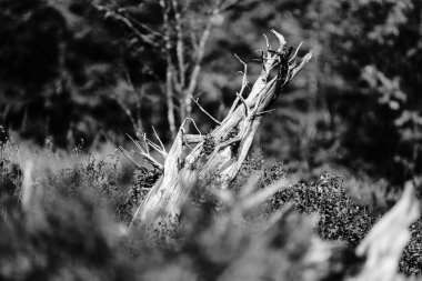 Tek renkli görünümünü Özet: eski doğal kökleri, Milli Parkı