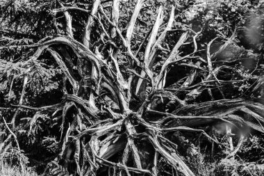 Tek renkli görünümünü Özet: eski doğal kökleri, Milli Parkı