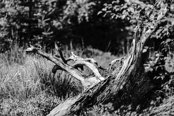 Tek renkli görünümünü Özet: eski doğal kökleri, Milli Parkı