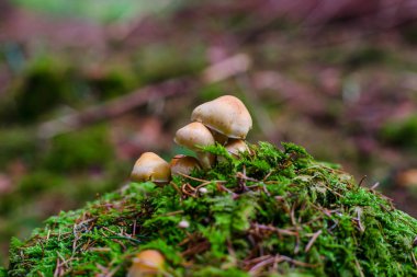 Mantar yakından görmek, orman, Fransa sonbahar
