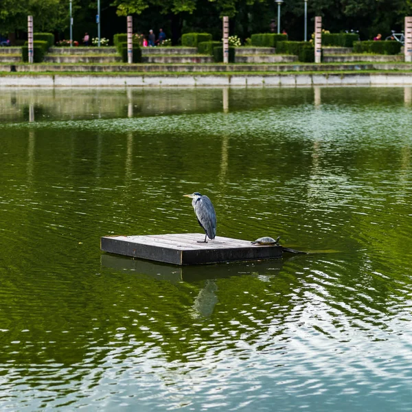 灰色的苍鹭在池塘上等待 — 图库照片