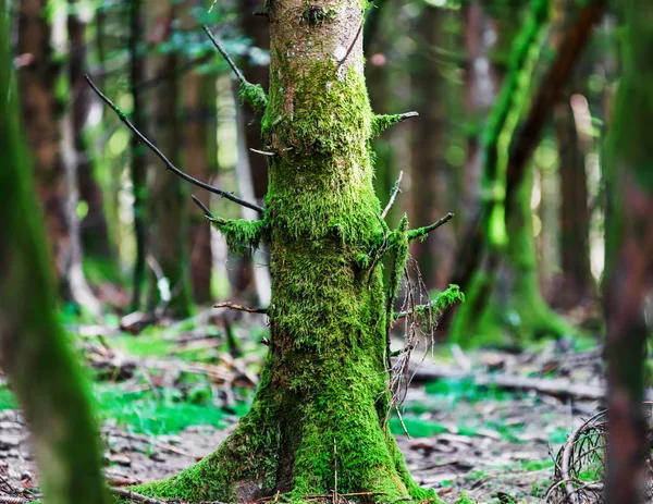 Albero Con Muschio Nella Foresta Ora Legale Natura — Foto Stock