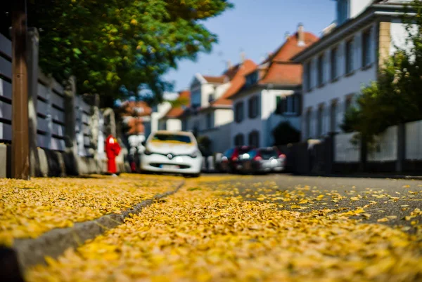 Gelbe Blätter Auf Der Straße Straßburg Herbst Frankreich — Stockfoto