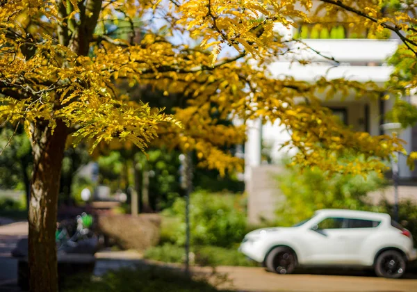 フランス ストラスブール市 太陽光と色 ストリート ビューの秋 — ストック写真