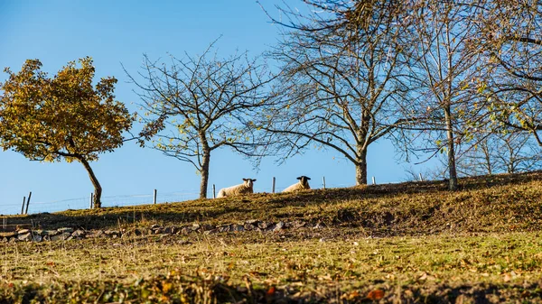 Sonbahar Renkleri Doğa Alsace Renkli Yaprakları Fgorests Fransa — Stok fotoğraf