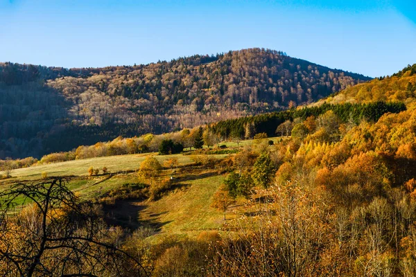 Осень Цвета Природы Эльзасе Красочные Листья Fgorest Франция — стоковое фото
