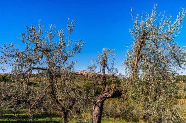 Zeytin ağaçları Toskana, İtalya, hasat zamanı, sonbahar görünümü