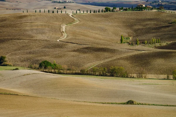 Otoño Italia Colinas Amarillas Aradas Toscana Con Interesantes Sombras Líneas —  Fotos de Stock