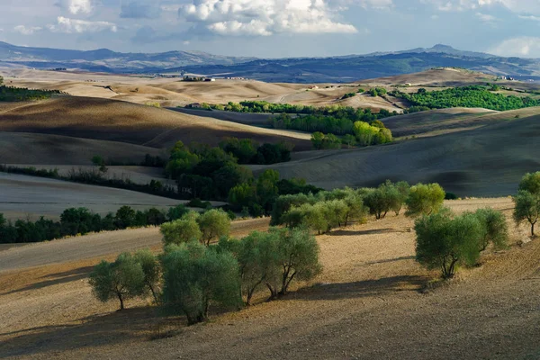 Ελιές Στην Τοσκάνη Της Ιταλίας Συγκομιδή Χρόνου Φθινοπωρινή Θέα — Φωτογραφία Αρχείου