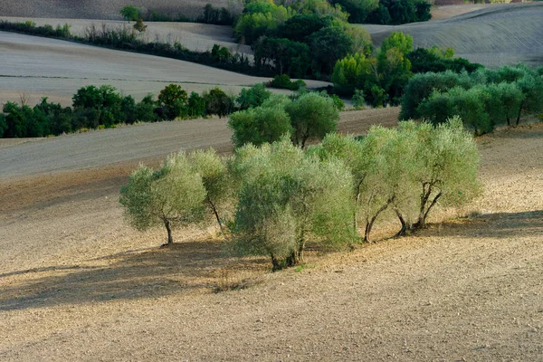 Azeitonas Toscana Itália Época Colheita Vista Outonal — Fotografia de Stock