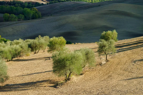 Olijfbomen Toscane Italië Oogst Tijd Herfst Weergave — Stockfoto