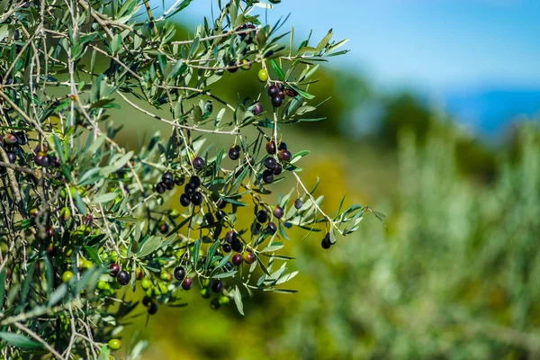 Olives on the olive tree, harvest time, autumn in Italy, closeup