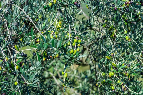 Olives Olive Tree Harvest Time Autumn Italy Closeup — Stock Photo, Image