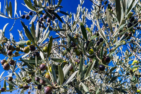 Olives Olive Tree Harvest Time Autumn Italy Closeup — Stock Photo, Image